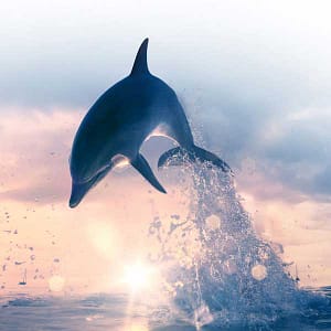 dolphin yoga theme